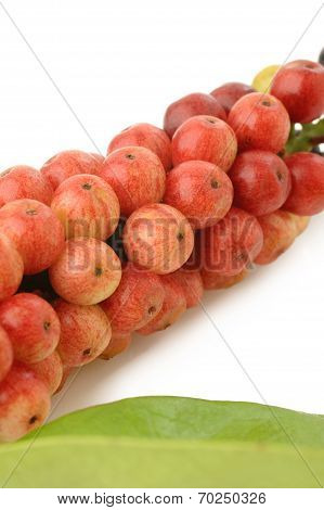 Thai Blueberry On White