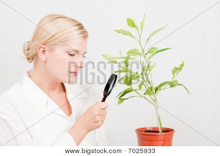 mladá žena vědec botanické se stromečkem