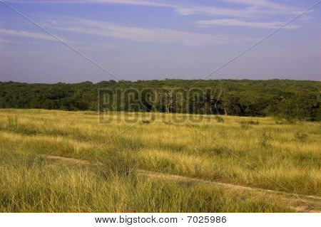 テキサスのレイアウト
