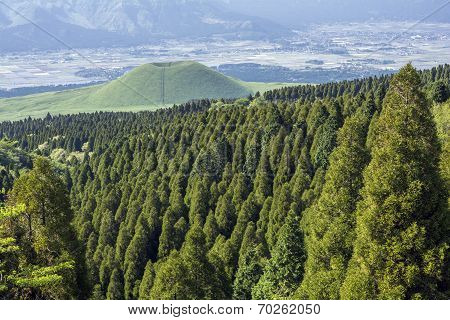 Conifer forest and hill