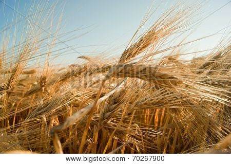 Wheat Field