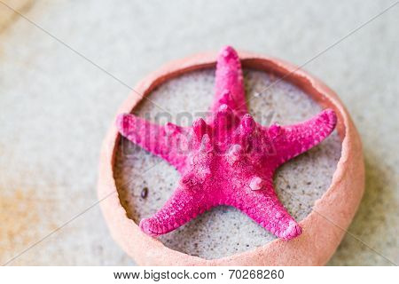 Sea Shell Sand Board