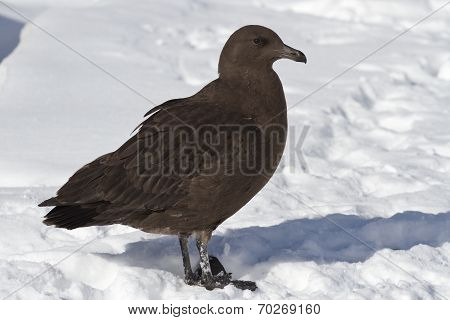 Antarctic Skua Chick Standing On Snow Near The Nesting Area