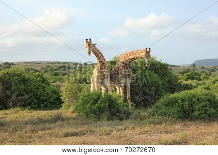 Pair Of Giraffes - Bowing