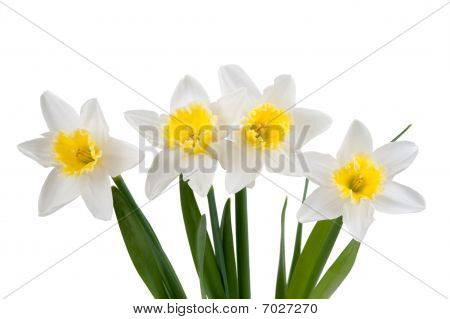Smukke forår Narcissus