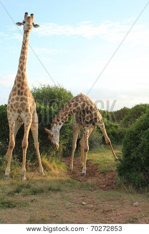 Pair Of Giraffes - Bowing 2