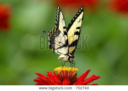 Motyl