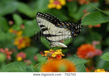 Motyl