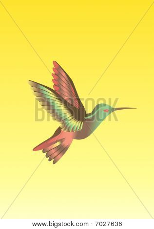 Colibri fugl
