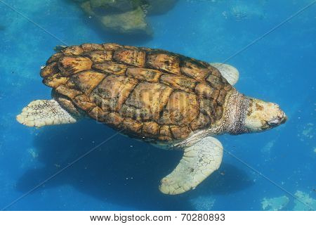 Swimming sea turtle
