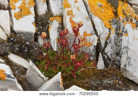 Rue-leaved Saxifrage in Svalbard