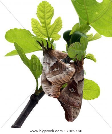 zwei Motten auf Feigenbaum