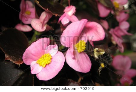 Bumble Bee w locie