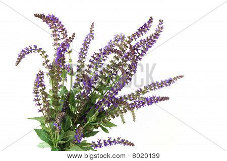Prato Purple Sage fiore