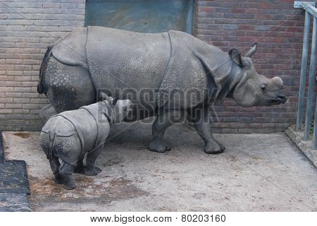 Indian rhinoceros (Rhinoceros unicornis) with a calf.