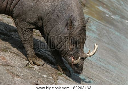 Babirusa (Babyrousa babyrussa).  