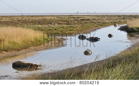 Atlantic Grey Seal