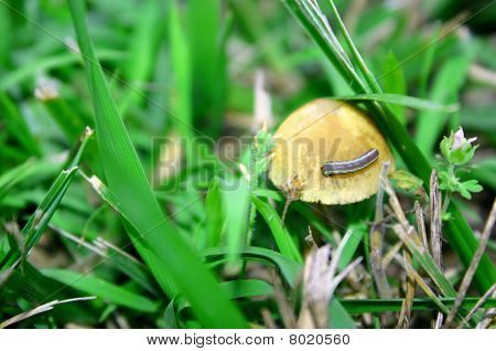 kleinen Wurm auf ein Pilz