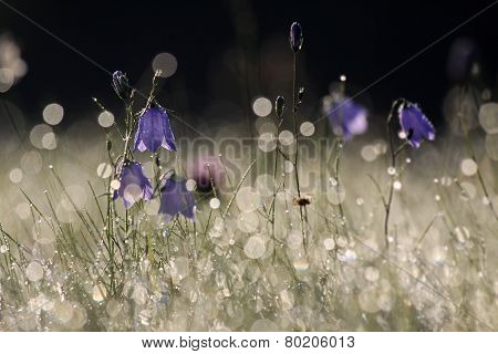 Purple Bell Flower With Morning Dew