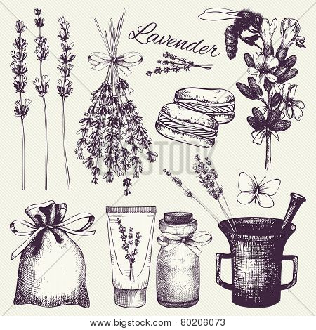 lavender flowers sketch