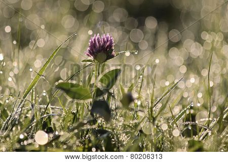 Red Clover With Morning Dew