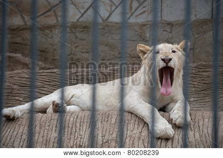 Lion