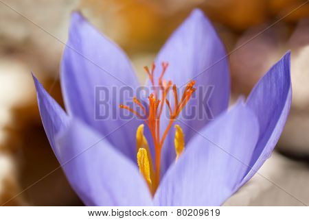 Crocus Ligusticus