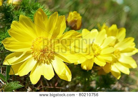 Yellow Flowers