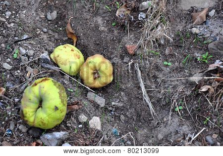 Quince - Fallen Fruit, Rotting Quince On Ground With Ant, Leaves And Stones