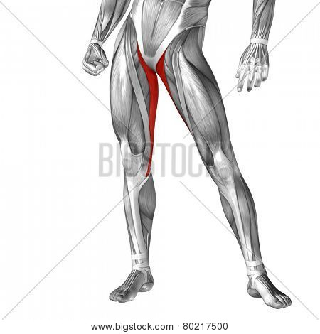 Concept or conceptual 3D gracilis human upper leg anatomy or anatomical and muscle isolated on white background
