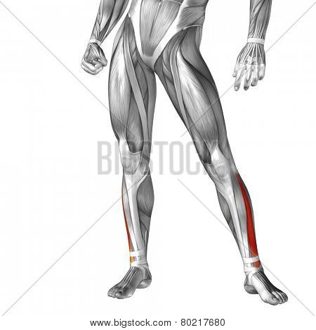 Concept or conceptual 3D extensor digitorum longus human lower leg anatomy or anatomical and muscle isolated on white background