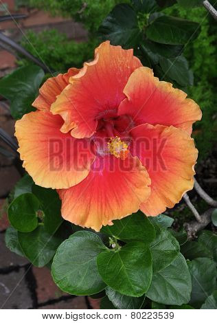 Scarlet flower.