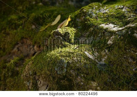 Mossy Surface Of Old Tree