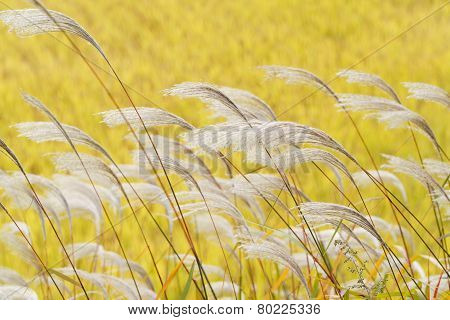 Silver Grass With Wind