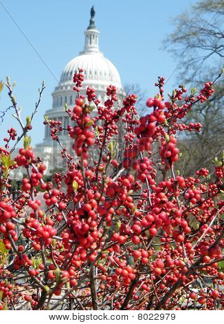 워싱턴 Winterberry 2010