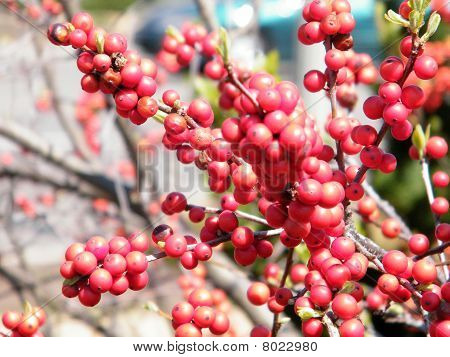 워싱턴 Winterberry 2010 년 4 월
