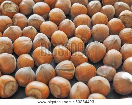Hazelnut Fruit