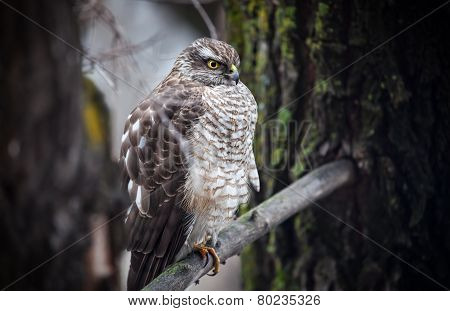 Saker Falcon In The Forest