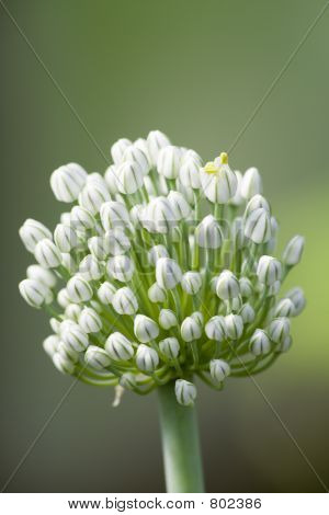 Blossoming onions III