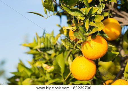 Valencia Orange Trees