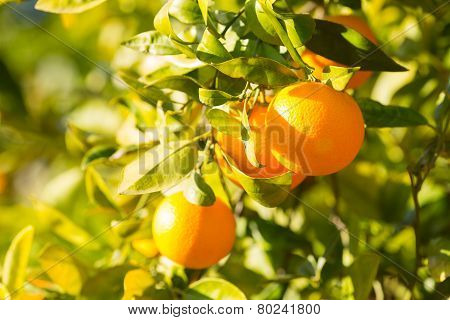 Valencia Orange Trees
