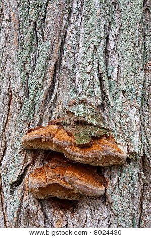 Bracket Fungus