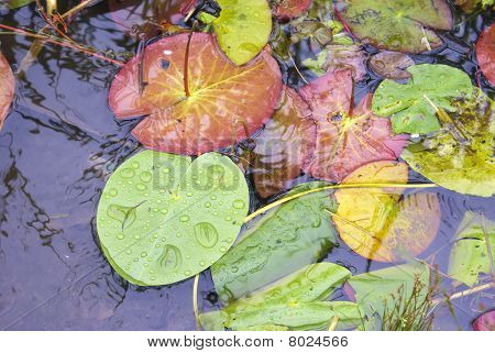Leaves Of Water-lily On-the-spot Water