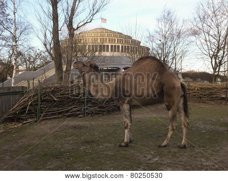 WROCLAW, POLAND - january 14, 2015: Hala Stulecia (Centennial Hall)