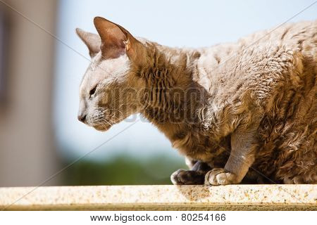Animals At Home. Egyptian Mau Cat