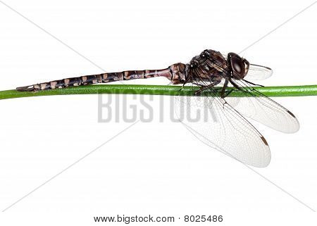 Dragon fly na větvi