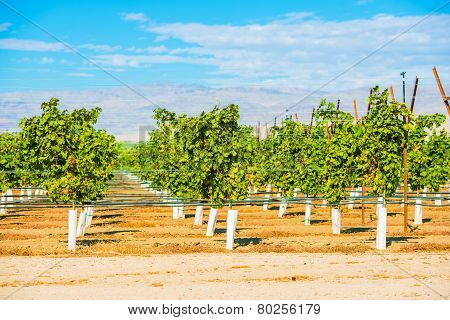 Grapes Plantation Vineyards