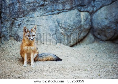 Kit Fox