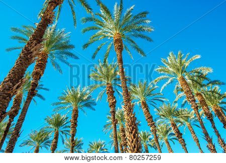 Under The Palms
