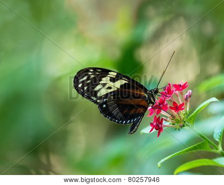 Tiger Longwing Butterfly